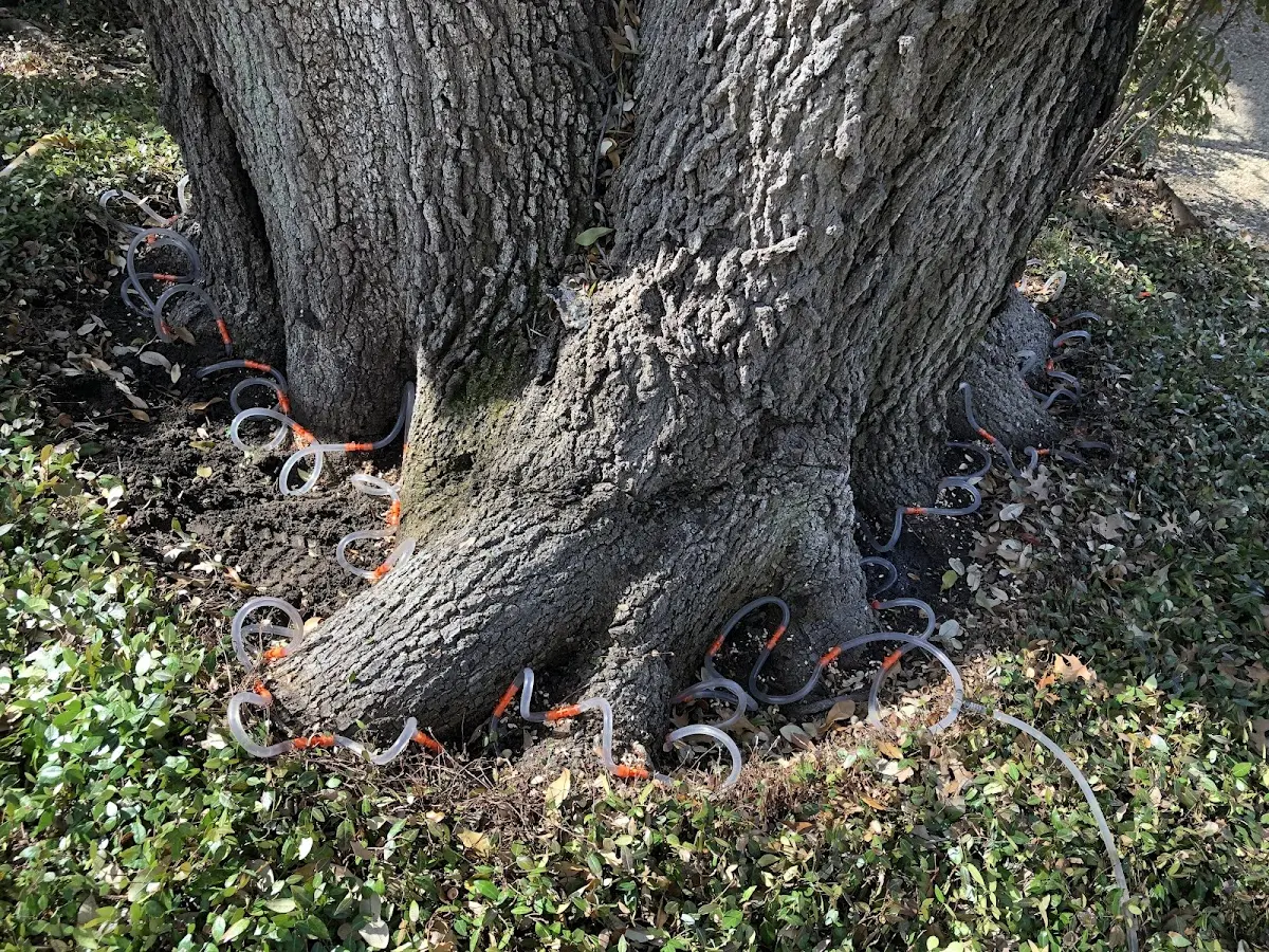 Detailed Tree Cabling and Bracing job site in Picayune